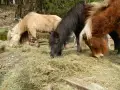 pony