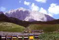 Alveari in montagna 2